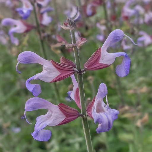 How to Grow Sage Flowers: A Comprehensive Guide