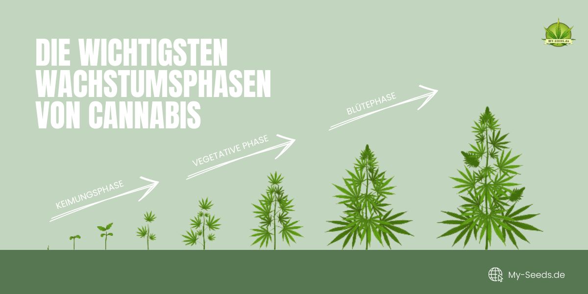 Die wichtigen Wachstumsphasen von Cannabis