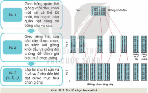 Giải bài 12 Một số phương pháp chọn, tạo giống cây trồng