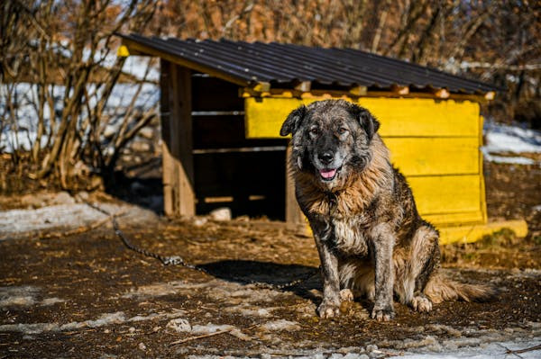 Caucasian Shepherd Dog 