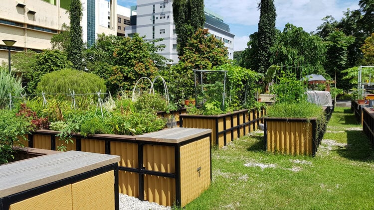 Urban farming&nbsp;di Singapura. Sumber:&nbsp;agritecture.com