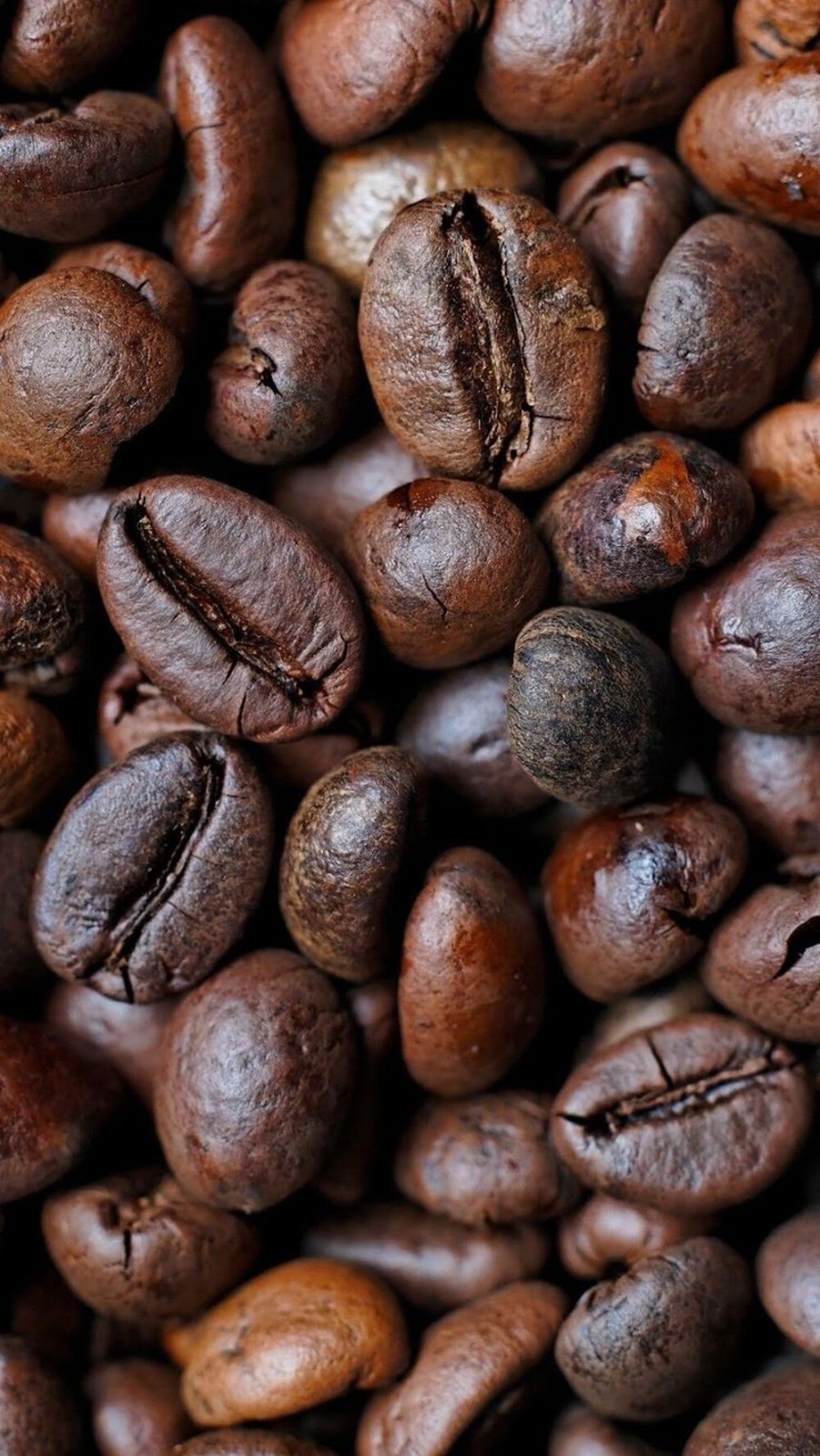 Arabica Dark Roast vs. Robusta Dark Roast&nbsp;