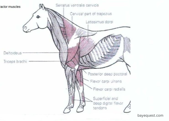 Horse Muscle Anatomy