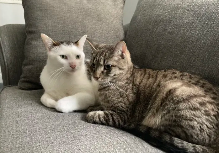 Brother Cats Struggle with Kennel Confinement