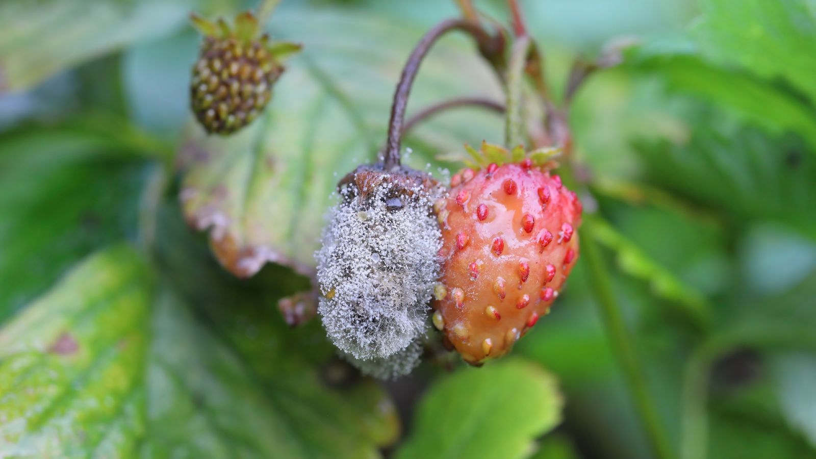 A shot of several rotting fruits affected with Botrytis