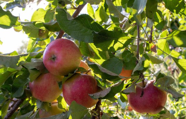 Sunshine on an apple tree