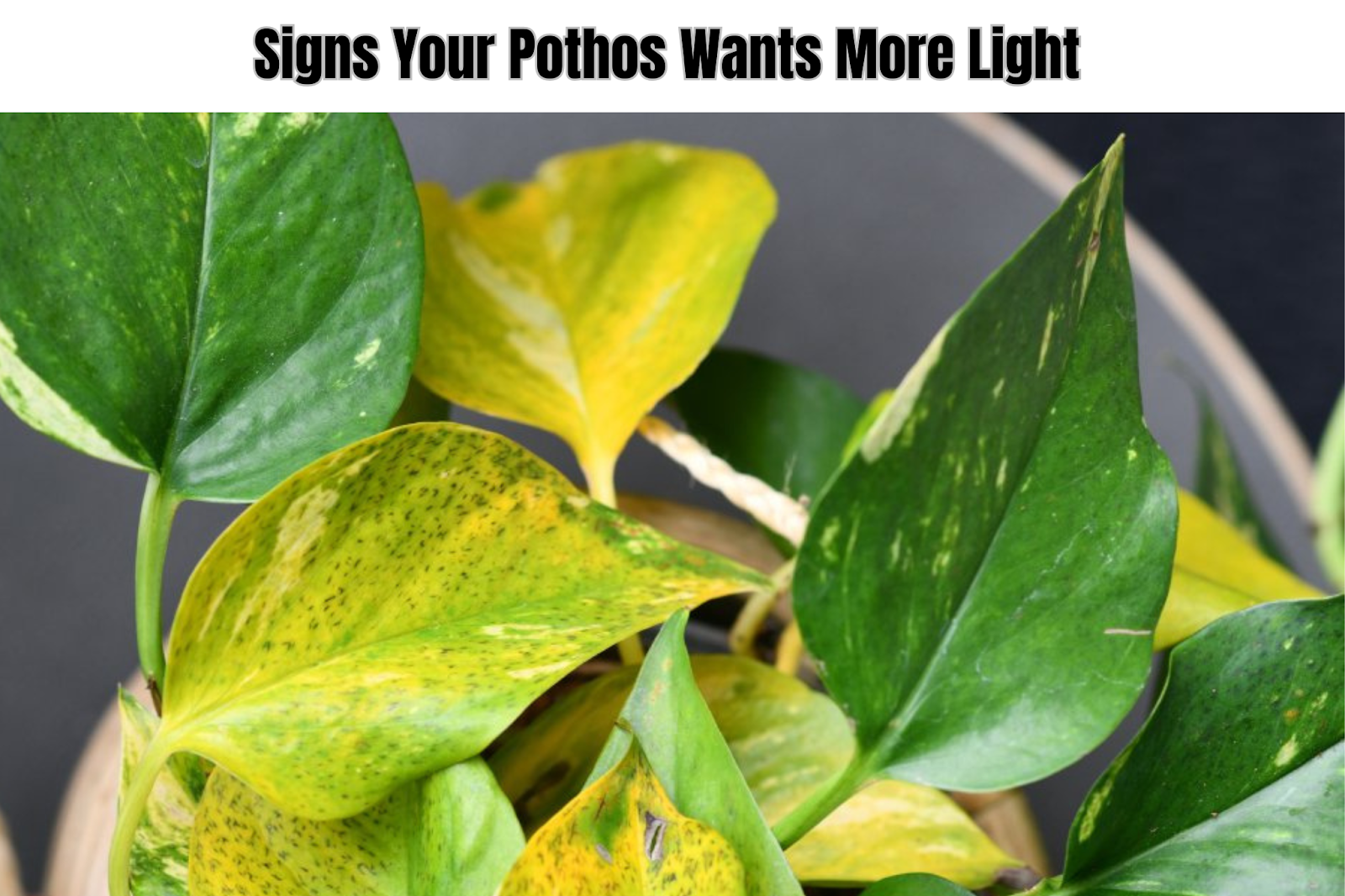 Signs Your Pothos Wants More Light