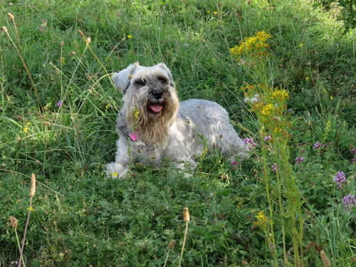 Schnauzer