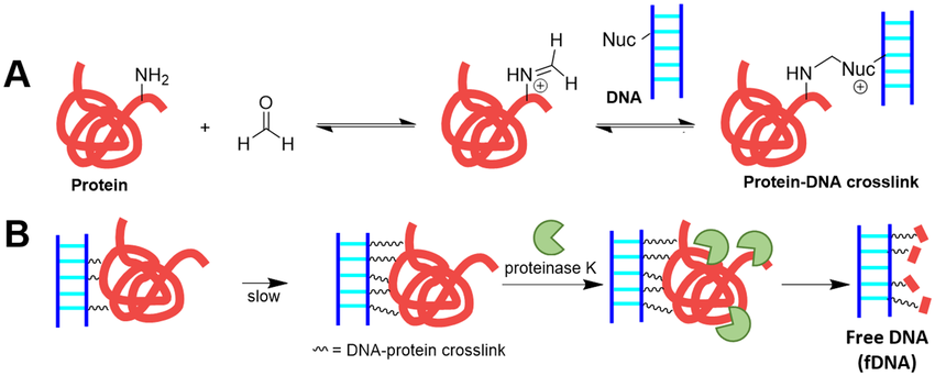 Schematic of formalin-induced crosslink formation and the removal of crosslinked proteins by treatment with proteinase K
