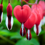 flowers name in kannada with picture