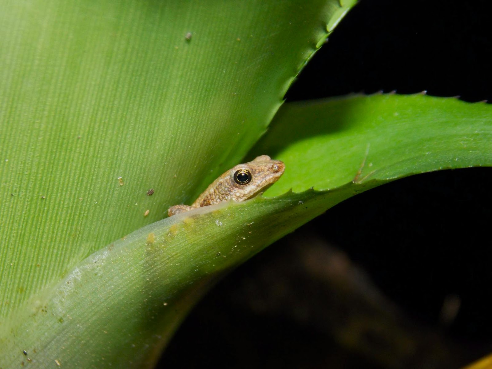 https://www.pexels.com/photo/lizard-camouflaged-among-brazilian-foliage-29506306/