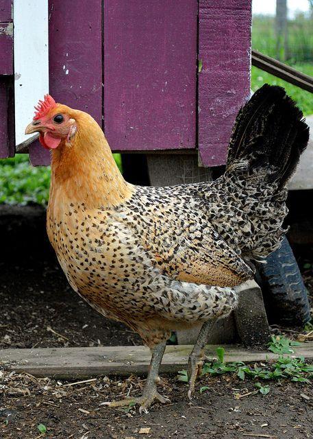 Happy Chickens