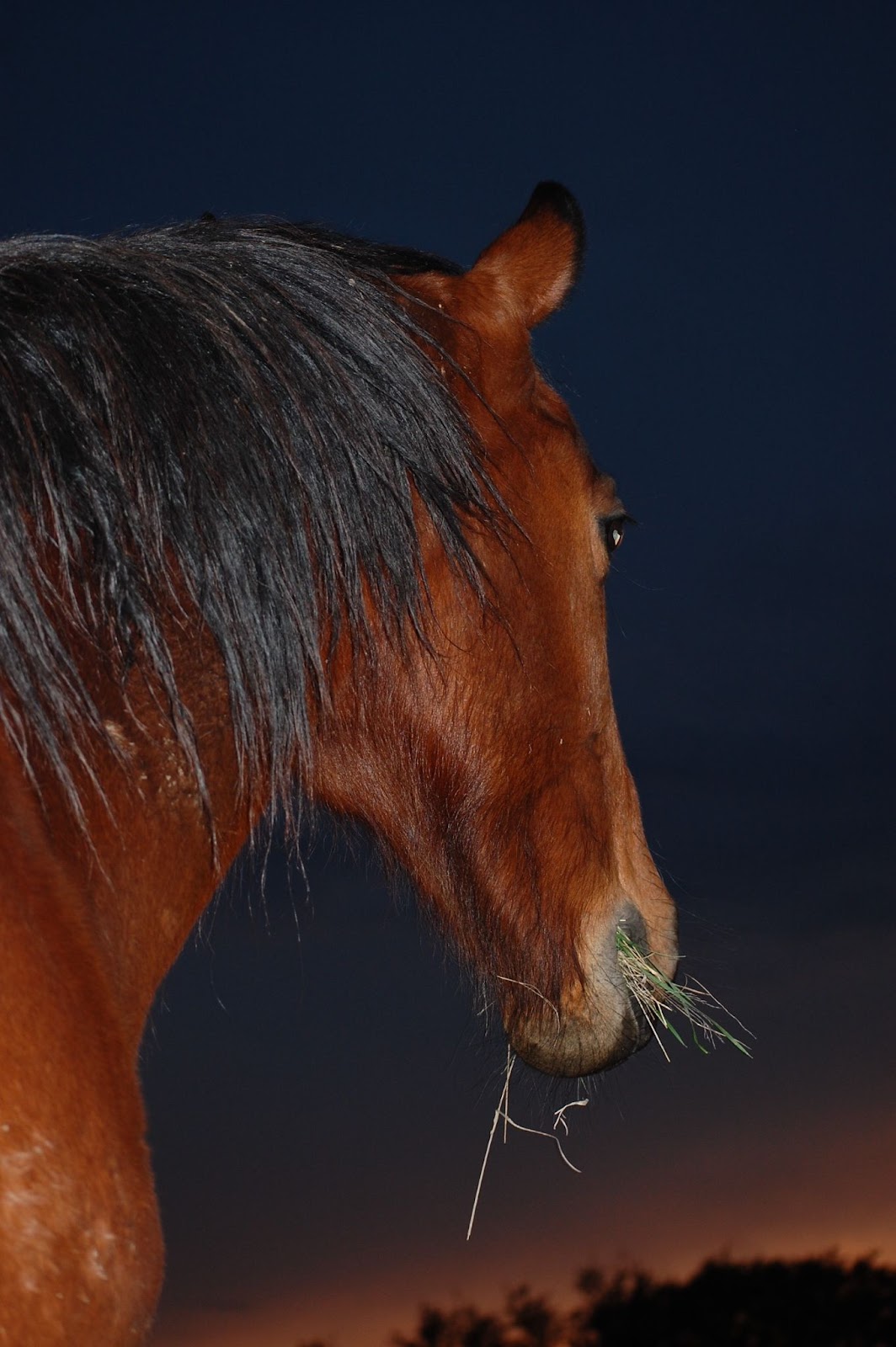 Made in the Stars, a Heart Horse Story, Scout at sunset, head of a bay gelding with grass in his mouth