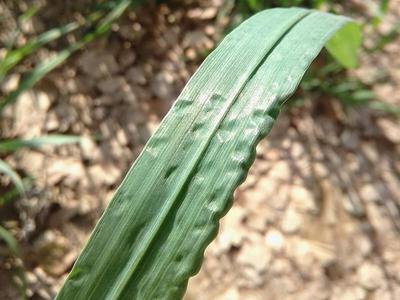 Bệnh nứt thân, xì mủ: Nguyên nhân, triệu chứng & cách phòng trị