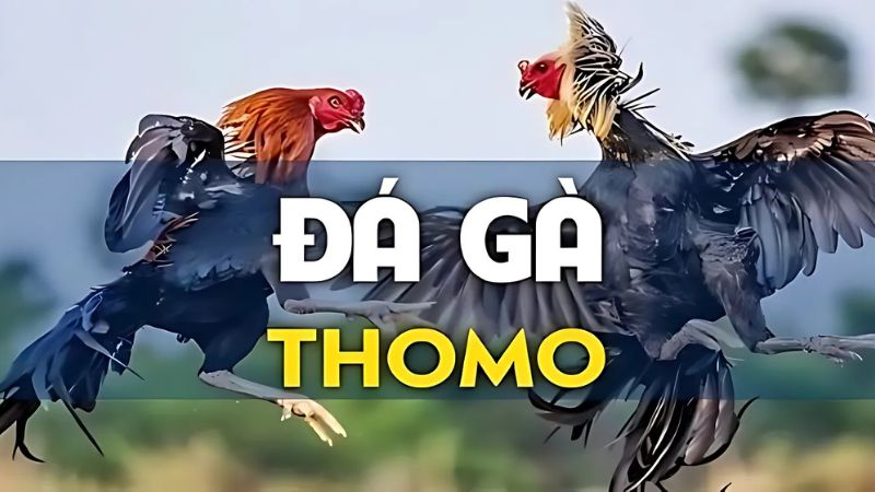 SV579 – Cổng game đổi thưởng hấp dẫn, đá gà đỉnh cao