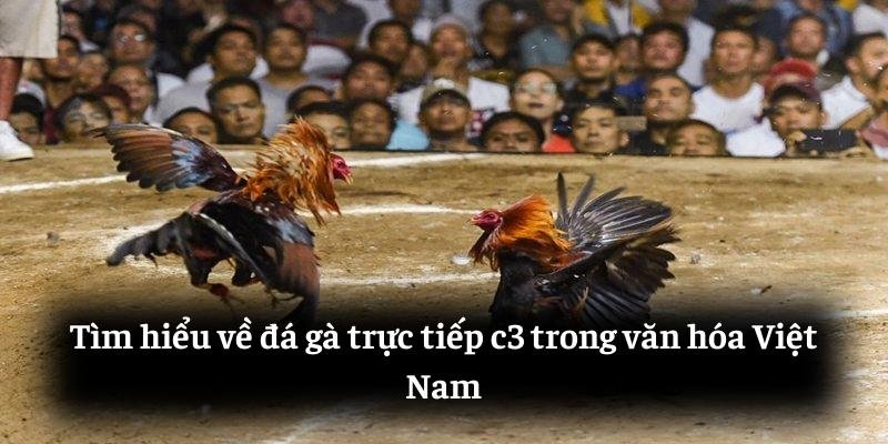 Tìm hiểu về đá gà trực tiếp c3 trong văn hóa Việt Nam