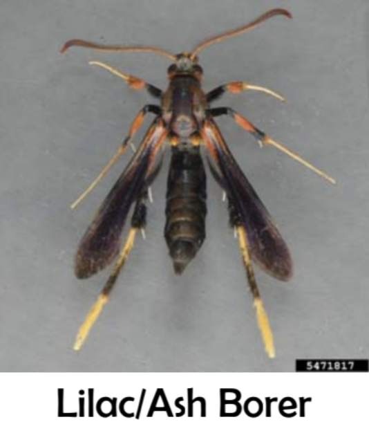 a top view of a Lilac Ash Borer