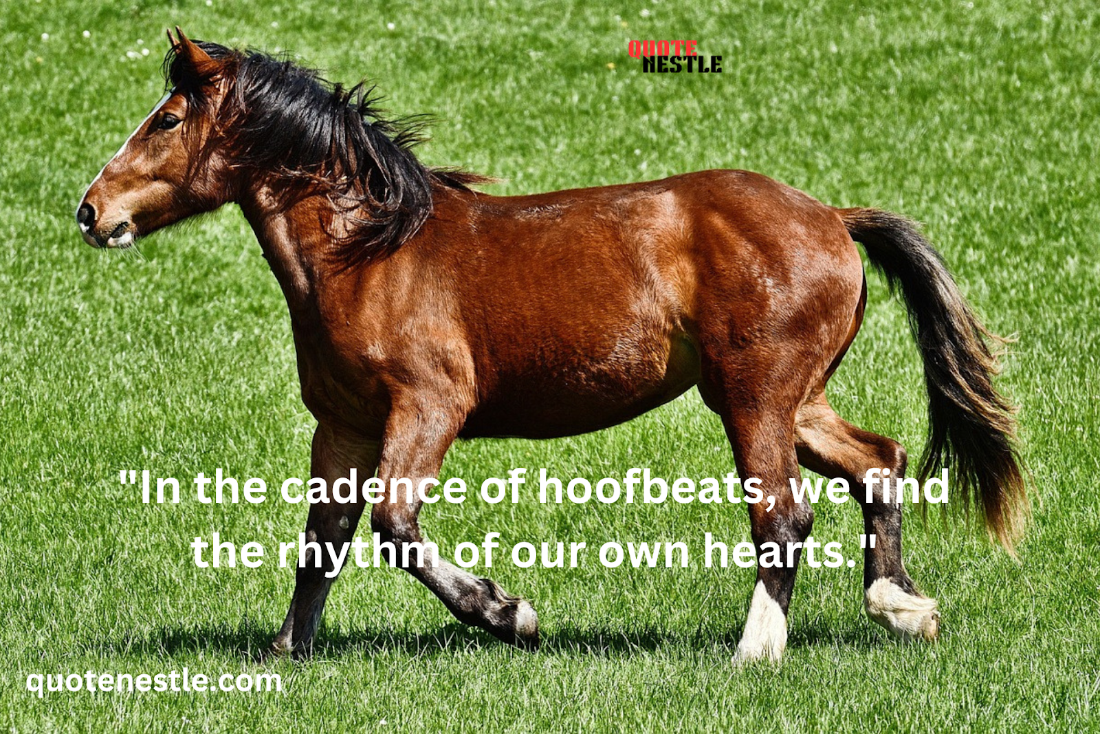 The Language of Horses