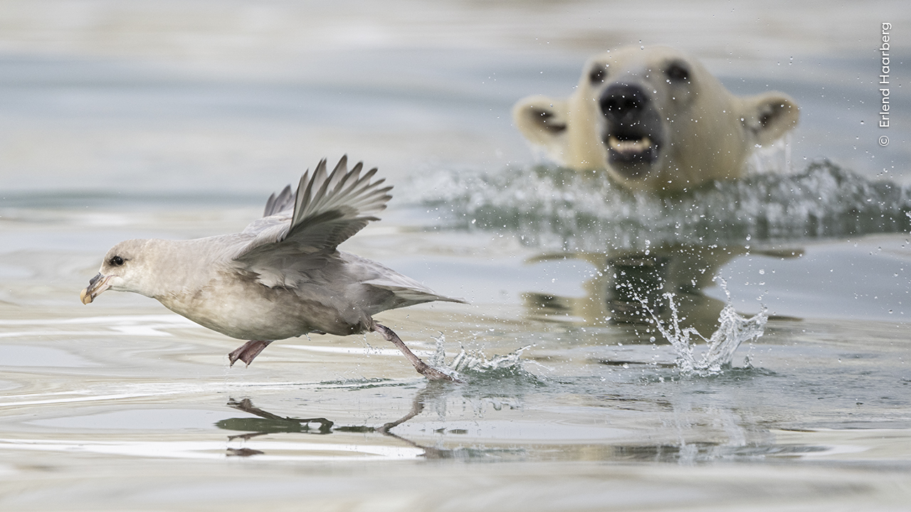 https://c02.purpledshub.com/uploads/sites/62/2024/11/Erlend-Haarberg-Wildlife-Photographer-of-the-Year.jpg