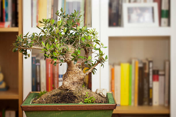 Olive bonsai tree