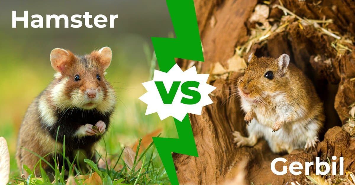 gerbil vs hamster