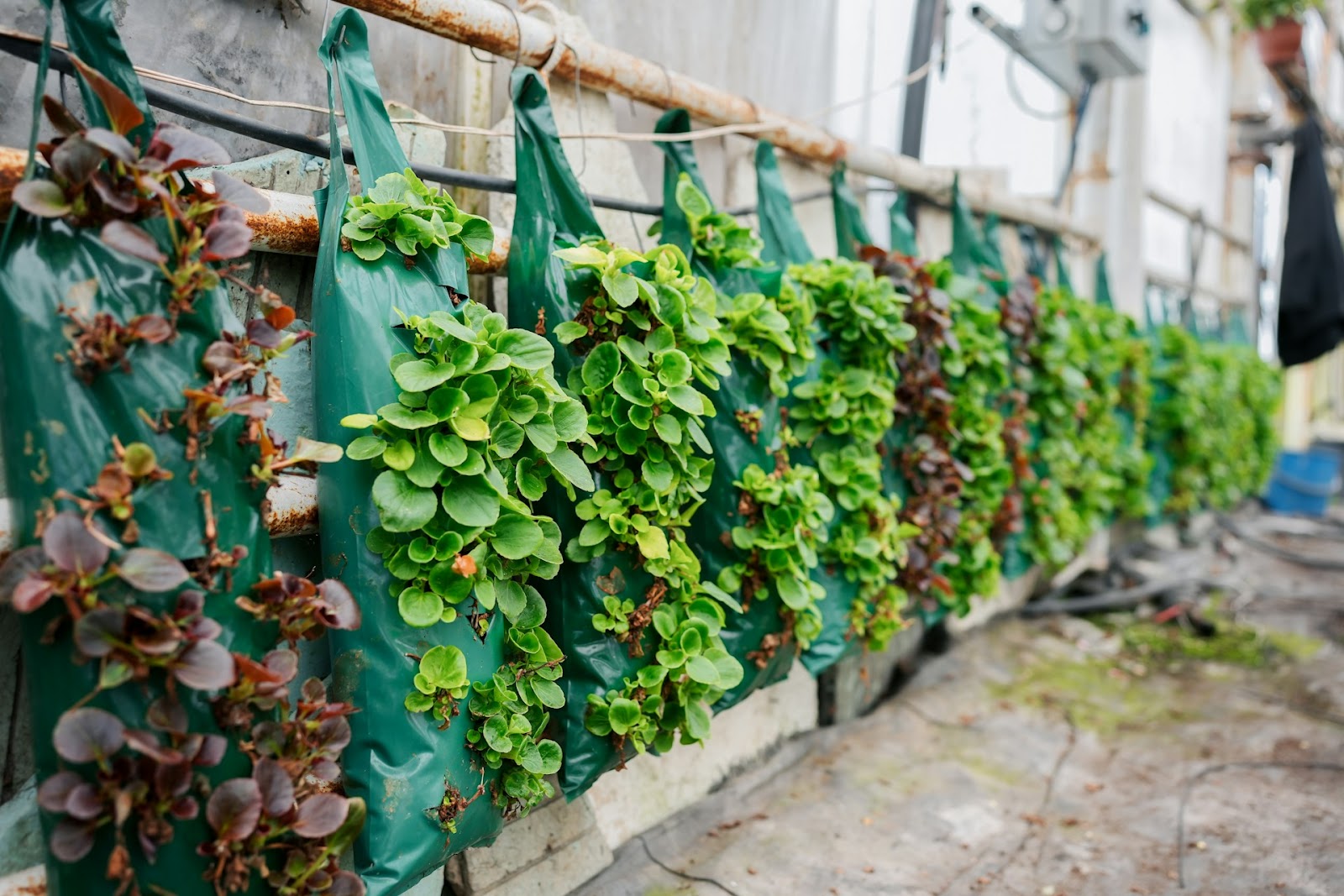 Grădini verticale și plante decorative