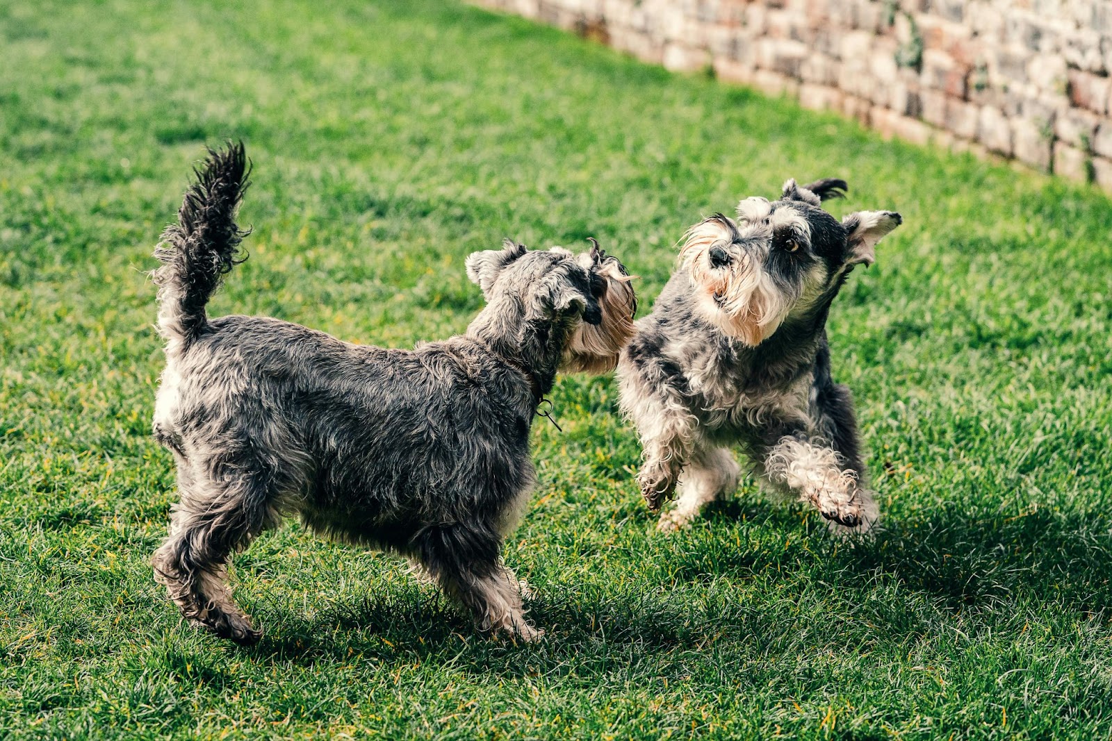 Two Small Dogs Playing with Each Other in Grass