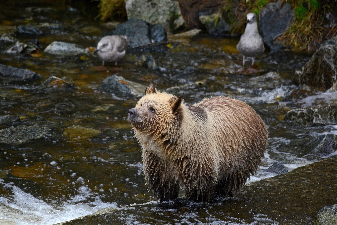 A bear in water. 