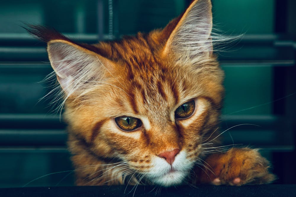 Close-Up Photo of an Orange Tabby Cat with White Whiskers