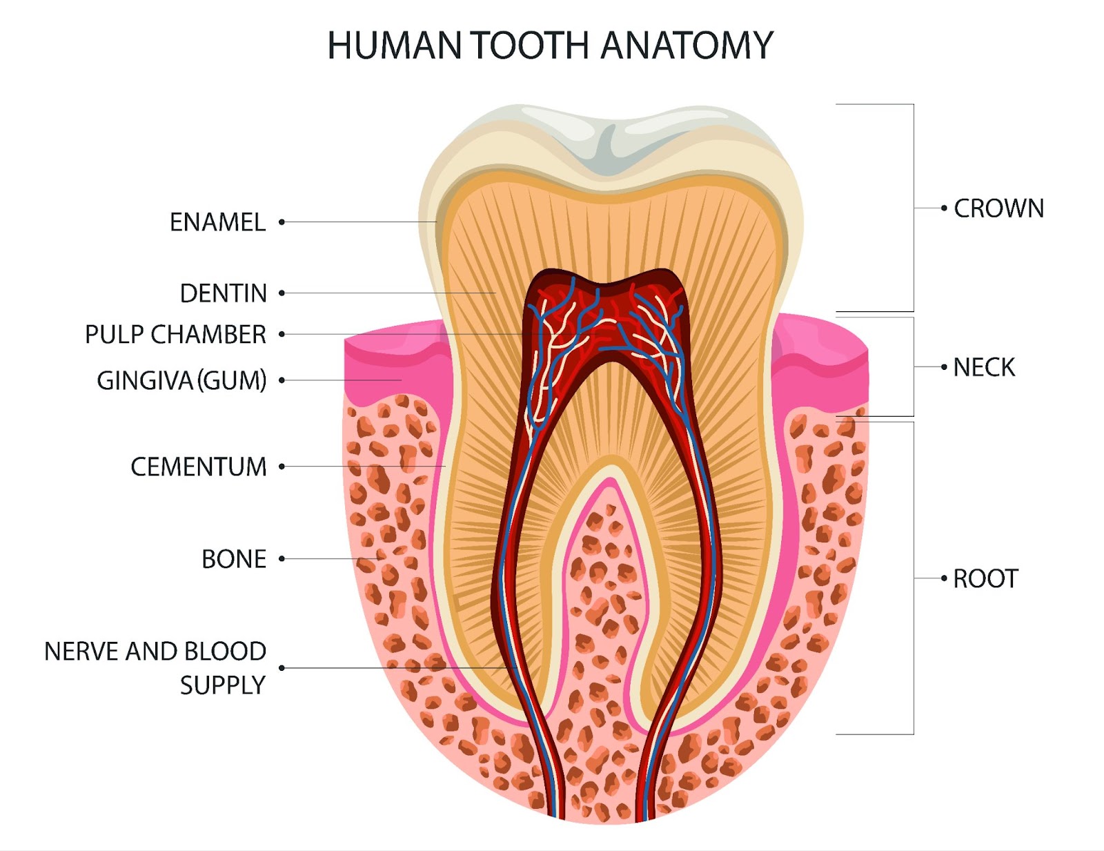 Graphic showing the anatomy of a human tooth, including the enamel, dentin, pulp chamber, gingiva, cementum, bone, and nerve and blood supply.