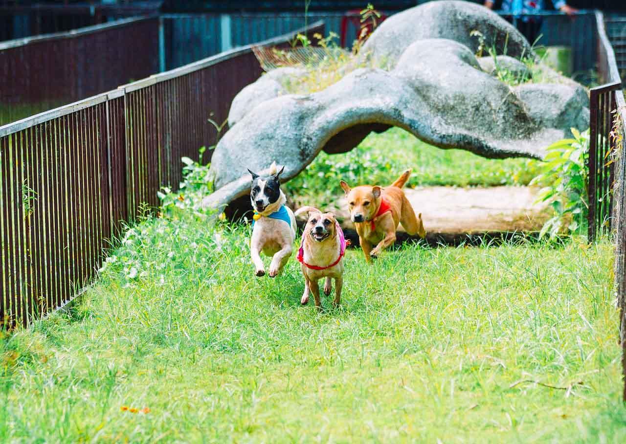 A group of dogs running on grassDescription automatically generated