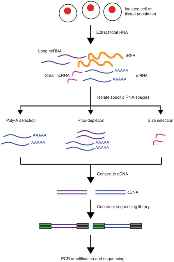 Methods for Identifying Human Ribosomal RNA Sequences
