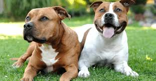 Are Bull Terriers Good Guard Dogs? Exploring Their Protective Instincts
