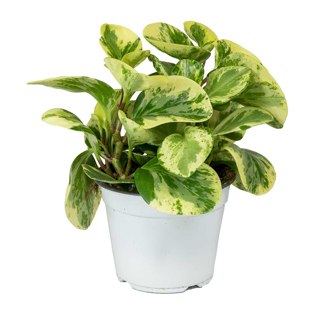 Peperomia Obtusifolia