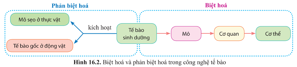 BÀI 16 - CÔNG NGHỆ TẾ BÀO