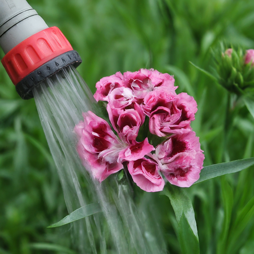 Watering Your Pink Clove Flowers