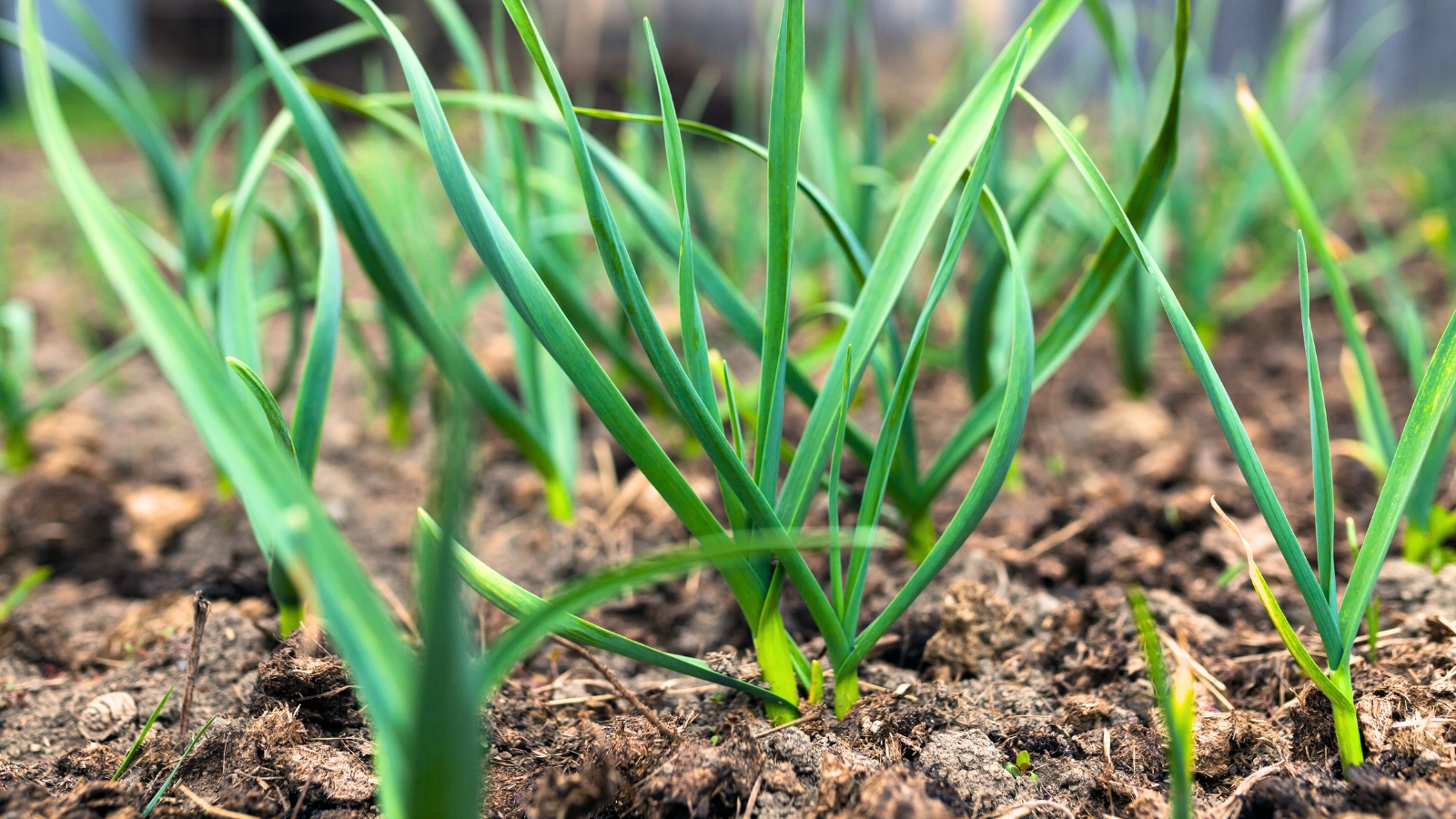Plants that prevent snake 