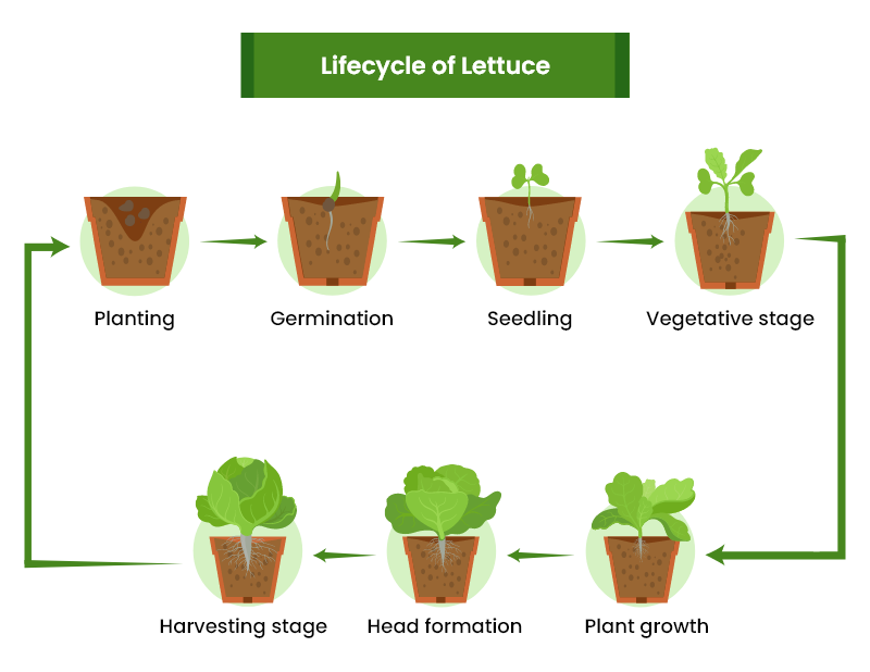 Lettuce Growing Stages