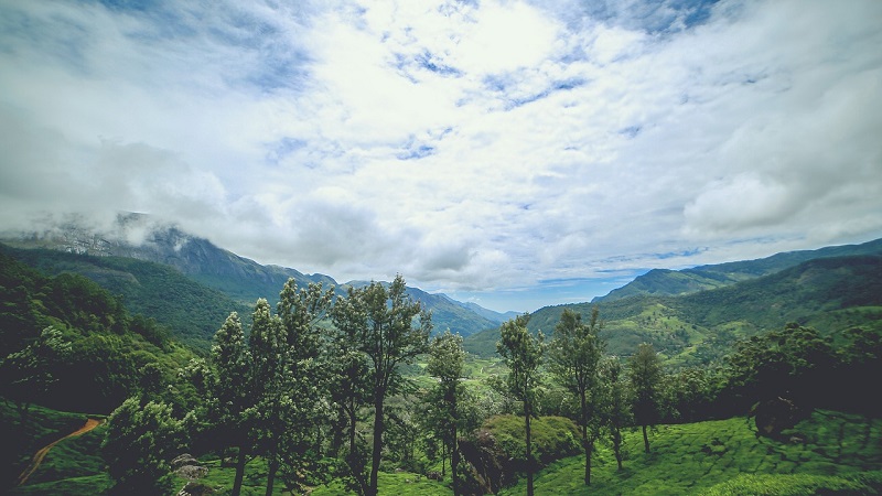 Picturesque tea plantations of Munnar, Kerala, with rolling green hills, misty valleys, and a peaceful countryside.