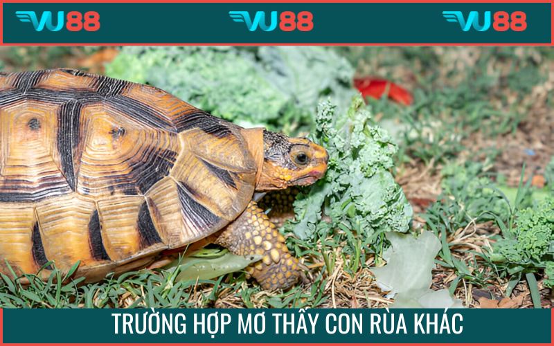 Mơ thấy con rùa cùng các con số đổi vận