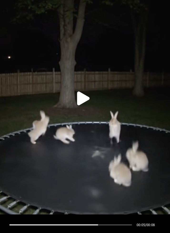 AI Bunnies on Trampoline Causing Crisis of Confidence on TikTok