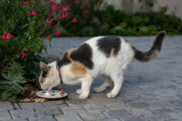 Cat eating off of plate outdoors