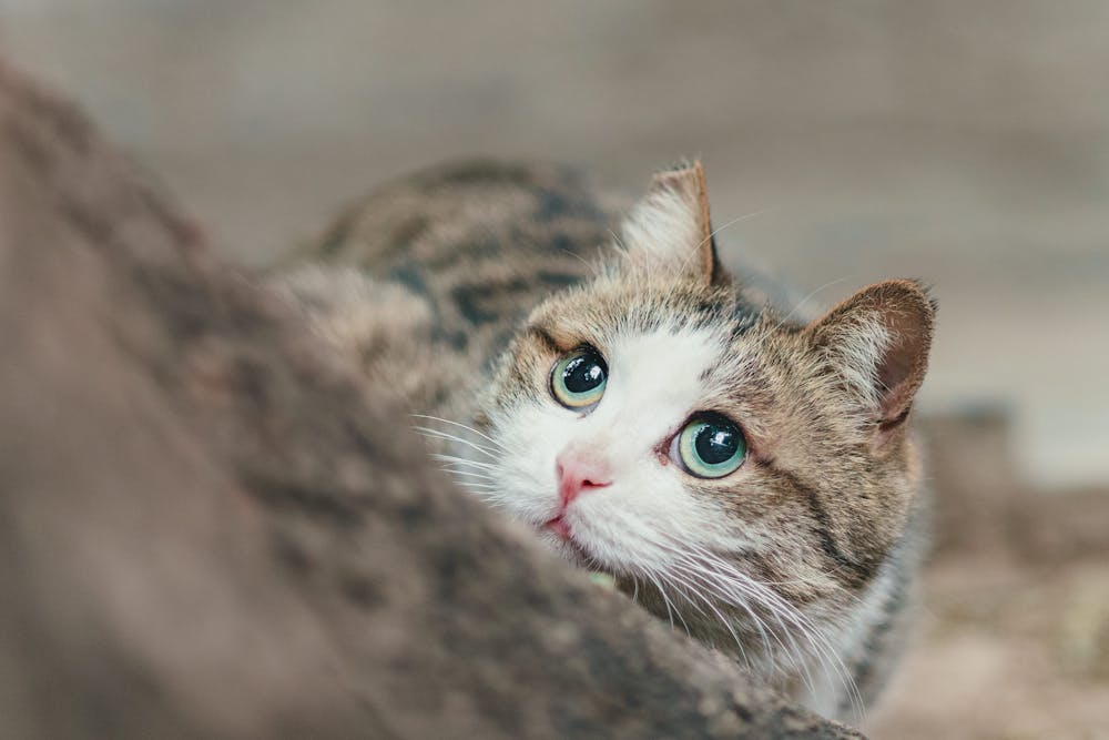 Close Up Shot of a Cat