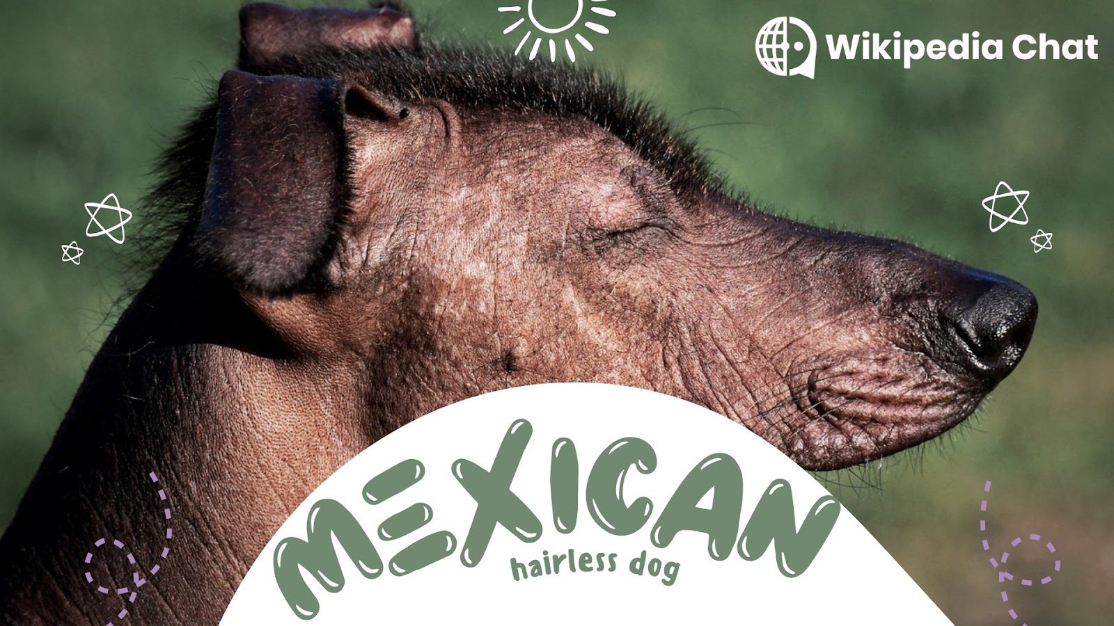 mexican hairless dog