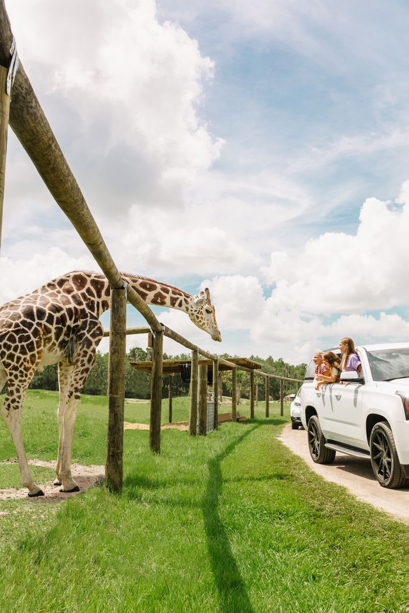 A reticulated giraffe leans its long neck over a fence and looks at a group of girls in a car at Wild Florida’s Drive-thru Safari Park.