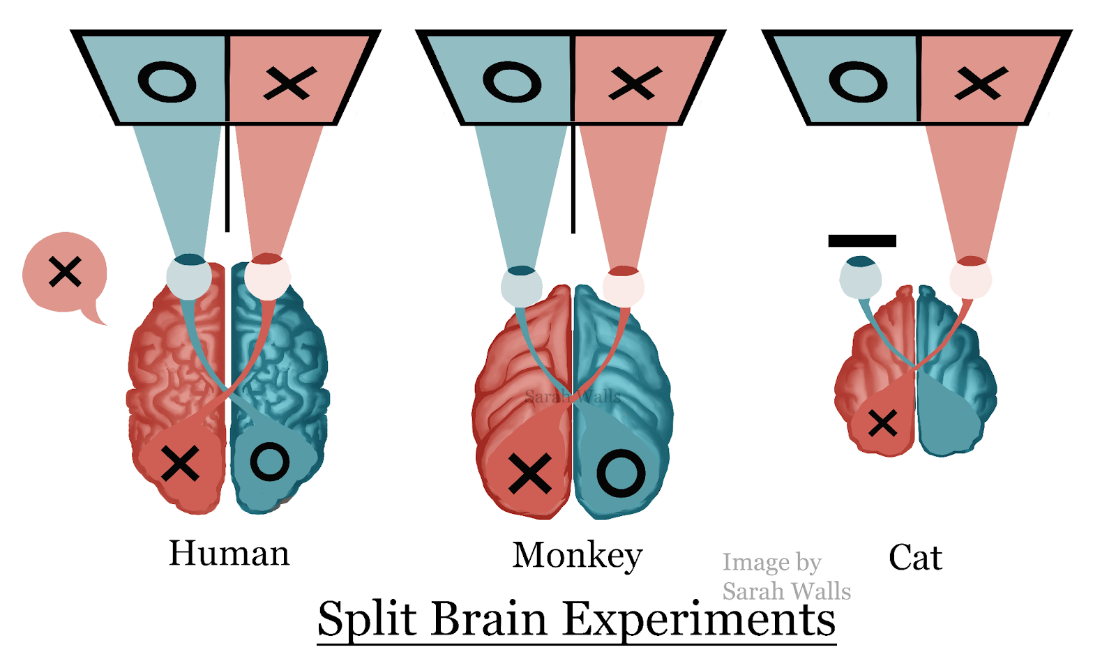 How split-brain worked in human vs animals