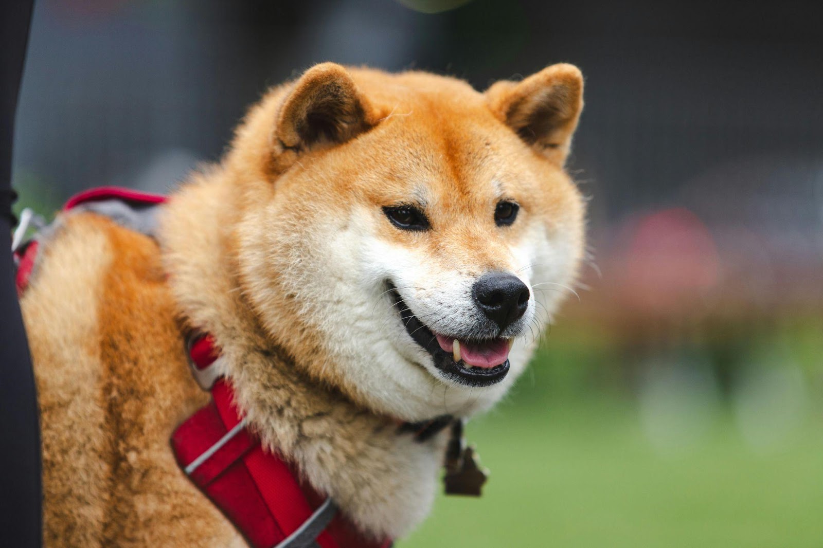 Shiba Inu: The Independent Spirits