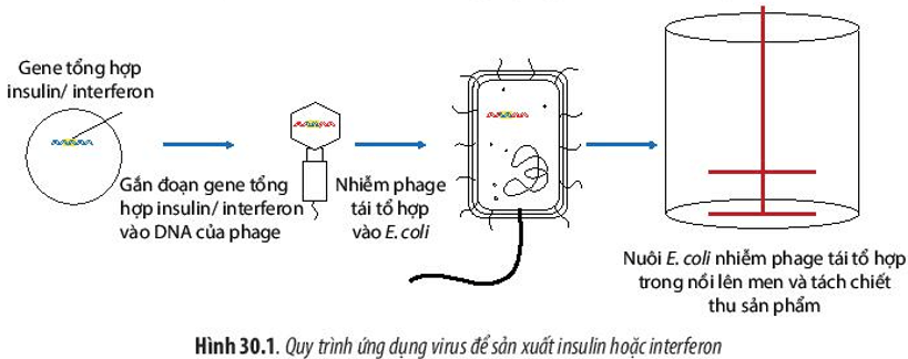 BÀI 30 - ỨNG DỤNG CỦA VIRUS TRONG Y HỌC VÀ THỰC TIỄN