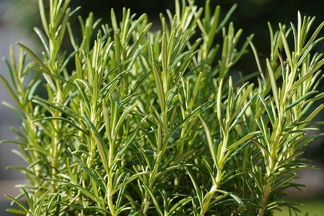 Free Herbs Seasoning photo and picture