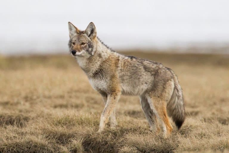 A Wild coyote looking for a pray in a field.